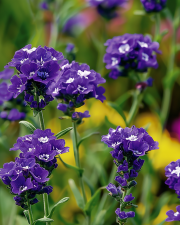 Strandlavendel Fortune Dark Blue frön (Limonium sinuatum) – ettårig