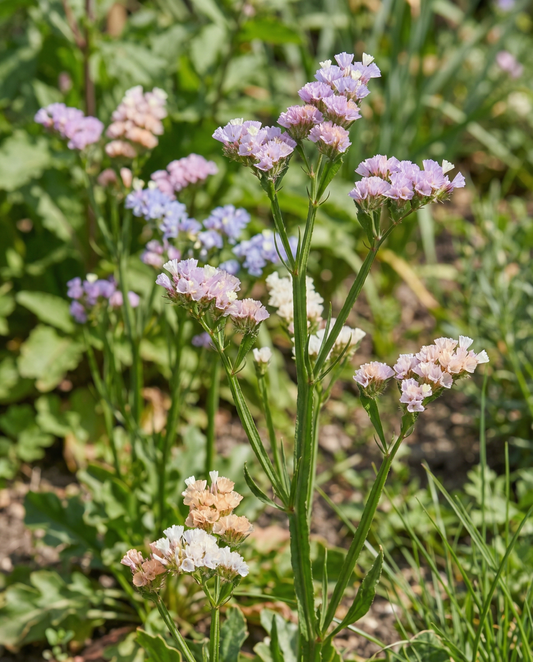 Strandlavendel Pacific (Limonium sinuatum) – ettåriga blandningsfrön från SeedsChoice