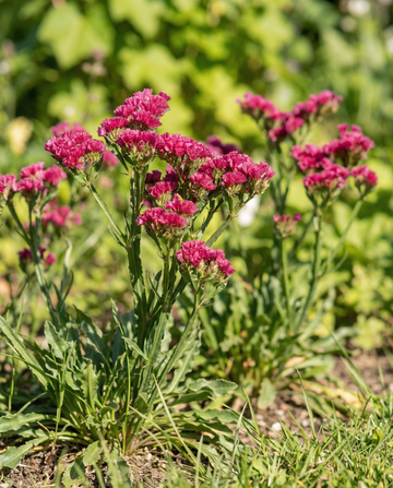 Strandlavendel Fortune Deep Rose (Limonium sinuatum) – ettåriga frön från SeedsChoice