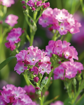 Strandlavendel frön Limonium sinuatum Fortune Deep Rose ettårig