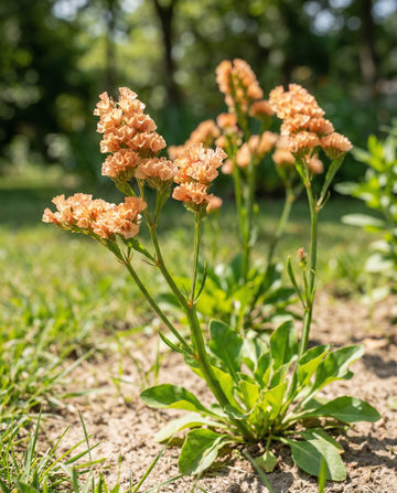 Strandlavendel Apricot Shades (Limonium sinuatum) – ettåriga frön från SeedsChoice