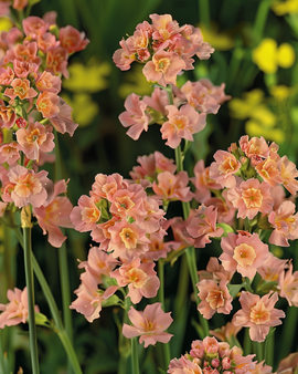Strandlavendel frön Limonium sinuatum Apricot Shades ettårig