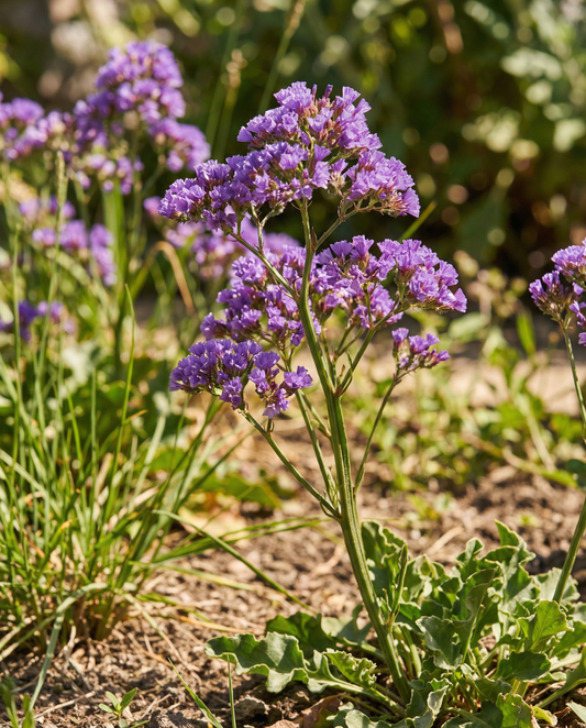 Strandlavendel Purple Attraction (Limonium sinuatum) – ettåriga blomsterfrön från SeedsChoice