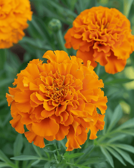 Afrikansk tagetes Hawaii-frön Tagetes erecta ettårig