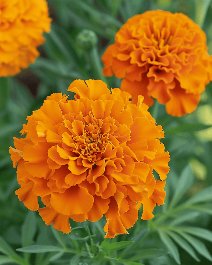 Afrikansk tagetes Hawaii-frön (Tagetes erecta) – ettårig blomma