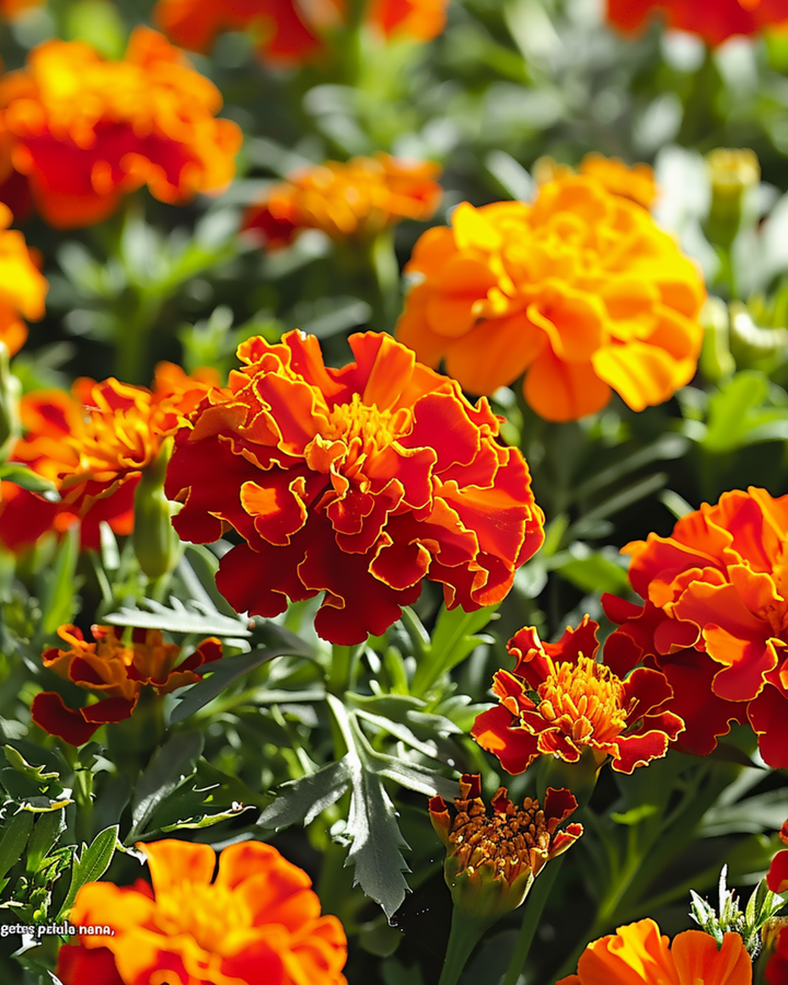 Franska ringblomma Petite Harmony frön (Tagetes patula) – ettårig blomma