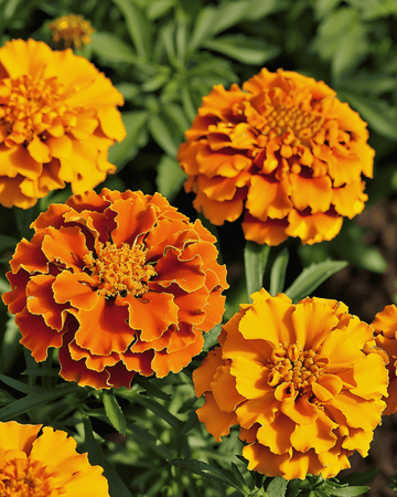Fransk tagetes Bolero frön (Tagetes patula) – ettårig blomma