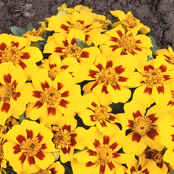 Franska ringblomma Naughty Marietta frön (Tagetes patula) – ettårig blomma