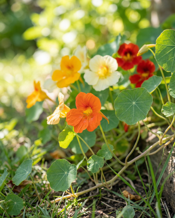 Krasse enkelblommig blandning (Tropaeolum majus) – ettåriga blomsterfrön från SeedsChoice