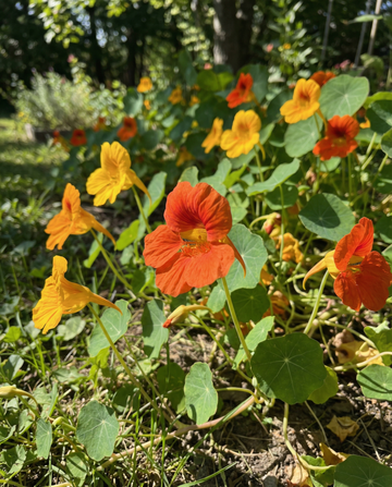 Krasse Glorious Gleam (Tropaeolum majus) – ettåriga frön från SeedsChoice