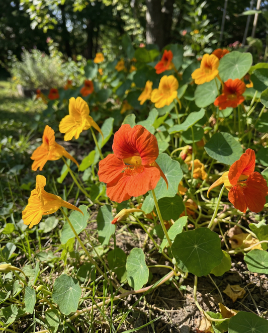 Krasse Glorious Gleam (Tropaeolum majus) – ettåriga frön från SeedsChoice