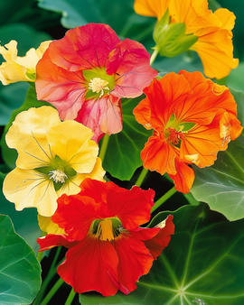 Krasse Glorious Gleam frön Tropaeolum majus ettårig