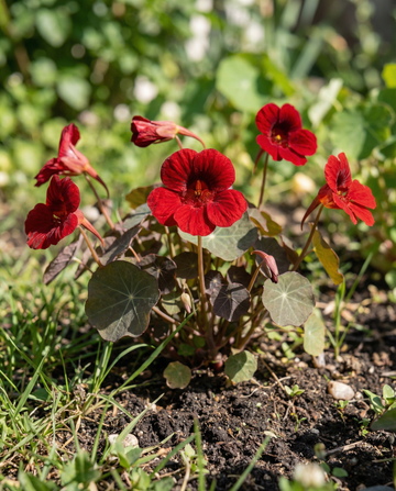 Krasse Empress Of India (Tropaeolum majus) – ettåriga frön från SeedsChoice