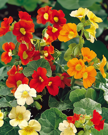 Krasse Jewel Of Africa frön (Tropaeolum majus) – ettårig