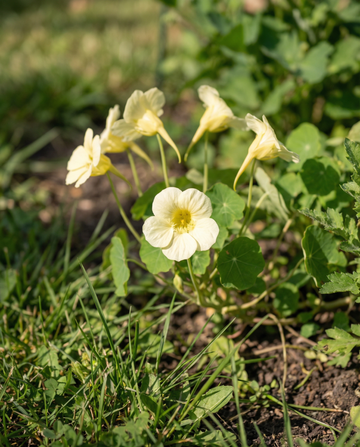 Krasse Milkmaid Climber (Tropaeolum majus) – ettåriga klätterfrön från SeedsChoice