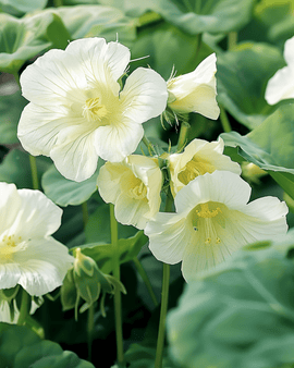 Krasse Milkmaid frön Tropaeolum majus ettårig klätterblomma