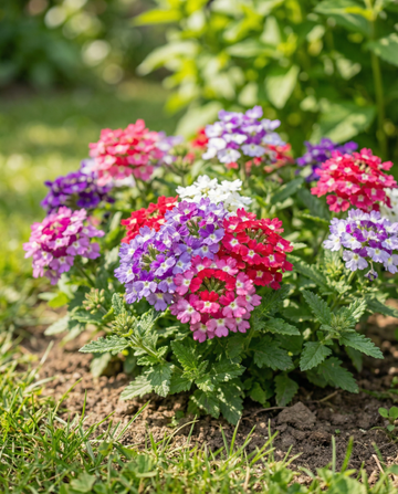 Colours Compact (Verbena hybrida) – ettårig blandning frön från SeedsChoice
