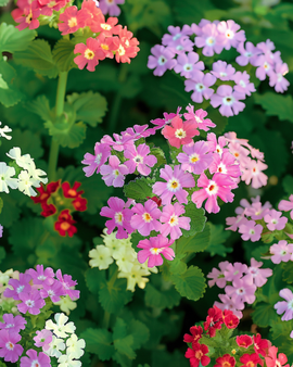 Verbenafrön – Verbena Hybrida ettårig blandning i flera färger kompakt