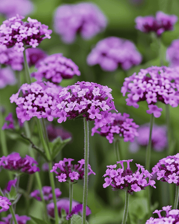 Järnört Vanity-frön (Verbena bonariensis) – ettårig blomma
