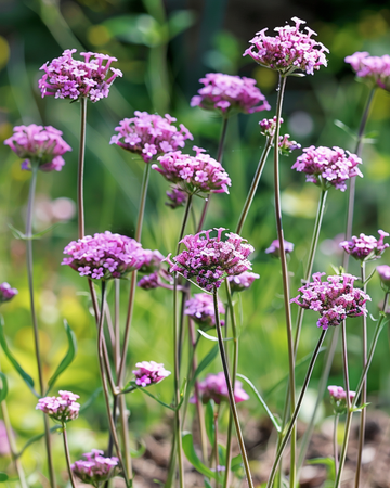 Purpurverbena frön (Verbena bonariensis) – ettårig blomma