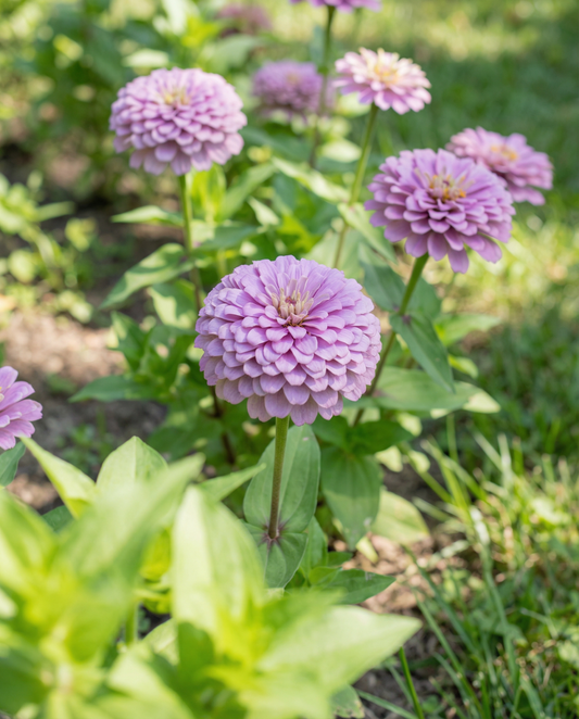 Lavendel (Zinnia elegans) – ettåriga frön från SeedsChoice