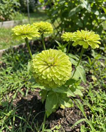 Envy (Zinnia elegans) – frön för ettåriga blommor från SeedsChoice