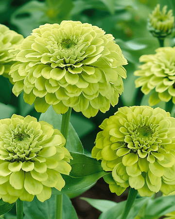 Envy frön (Zinnia elegans) – ettårig