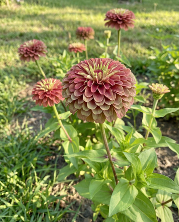 Queeny Red Lime (Zinnia elegans) – ettåriga frön från SeedsChoice