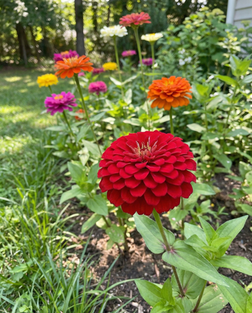 Dahlia Flowered Mix (Zinnia elegans) – ettåriga blomsterfrön från SeedsChoice