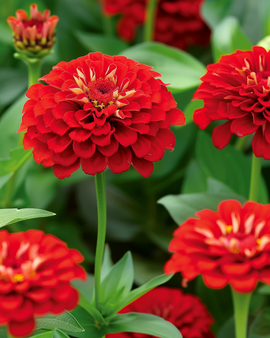 Zinnia Scarlet Flame frön Zinnia Elegans ettårig blomma