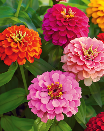 Giants Of California Mixed frön (Zinnia elegans) – ettårig blandning