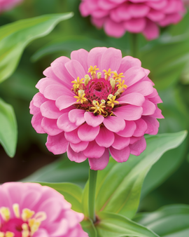 Zinnia Lilliput Rose Gem frön – Zinnia Elegans ettårig