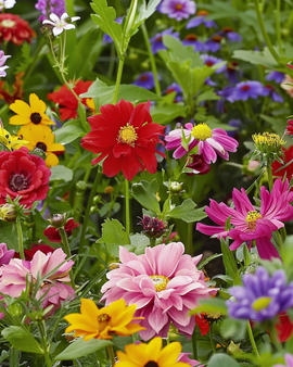 Snittblommor blandningsfrön ettårig mix 60–80 cm