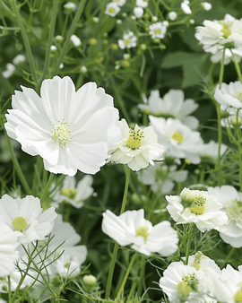 Vita sommarblommor frön blandning ettårig vit mix