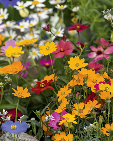 Colourful Carpet Mix frön – ettårig blomma