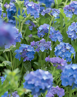 Blå sommarblommor frön ettårig mix full sol 20 till 80 cm