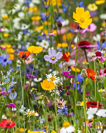For Grass Borders Mix 80 Cm Height – ettåriga gräsfrön