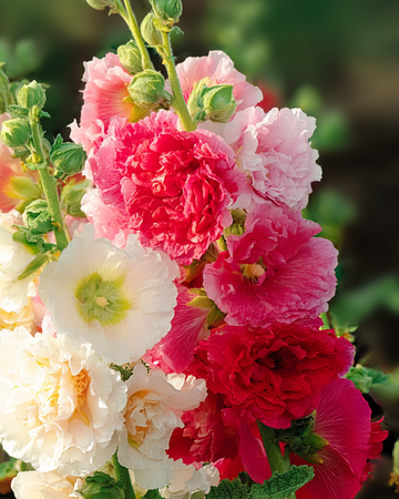 Stockrosfrön Chater Double Mixed (Alcea rosea) – tvåårig blandning
