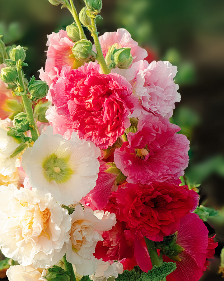 Stockrosfrön Chater Double Mixed (Alcea rosea) – tvåårig blandning