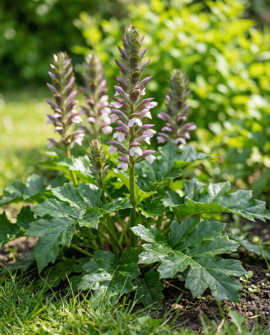 Akantus (Acanthus mollis) – perennefrön från SeedsChoice