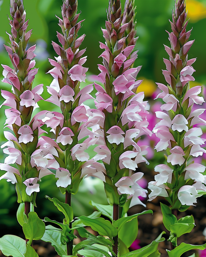Akantusfrön (Acanthus mollis) – perennblomma