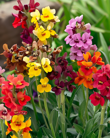 Gyllenlack Fair Lady frön (Erysimum cheiri) – tvåårig blomma