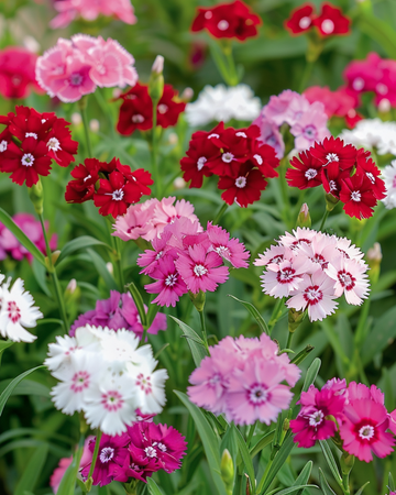 Frön av borstnejlika Mixed Single Flowered (Dianthus barbatus) – tvåårig blomma
