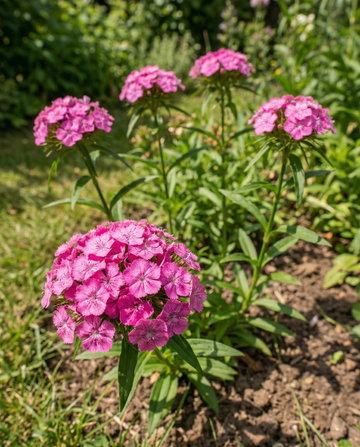 Borstnejlika Pink Beauty (Dianthus barbatus) – frön till tvåårig blomma från SeedsChoice