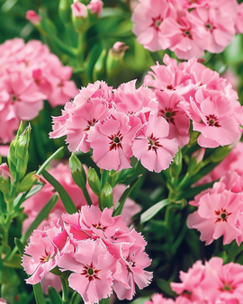 Frön av borstnejlika Dianthus Barbatus Pink Beauty tvåårig blomma