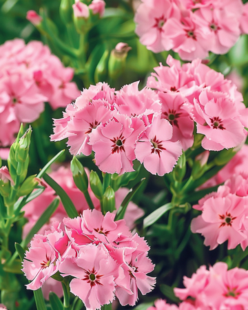 Frön av borstnejlika Pink Beauty (Dianthus barbatus) – tvåårig blomma