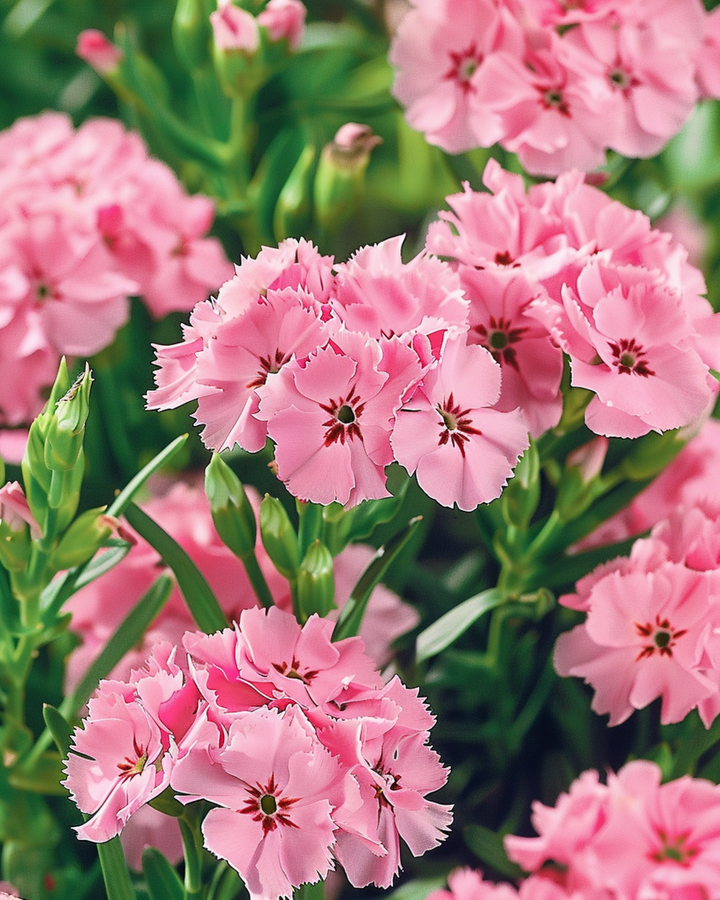Frön av borstnejlika Pink Beauty (Dianthus barbatus) – tvåårig blomma