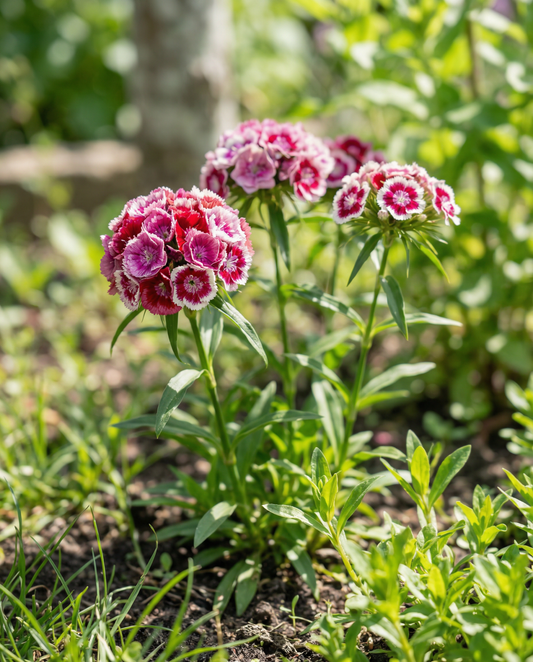 Borstnejlika Mixed Double Flowering (Dianthus barbatus) – frön till tvåårig blomma från SeedsChoice