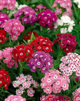 Frön av borstnejlika Dianthus Barbatus tvåårig blandad dubbelblommig