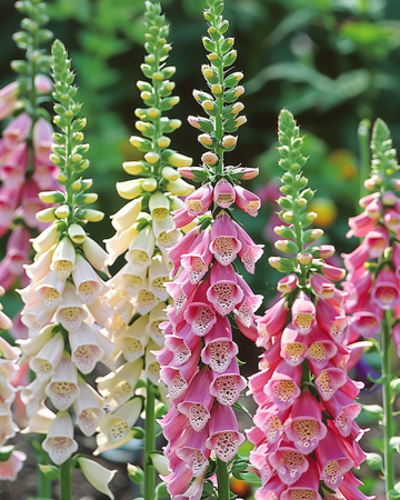 Mixed Colors Ornamental-frön (Digitalis purpurea) – tvåårig blomma
